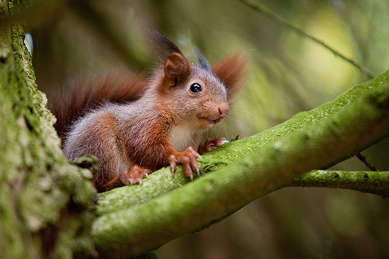 Foto: Eichhörnchen