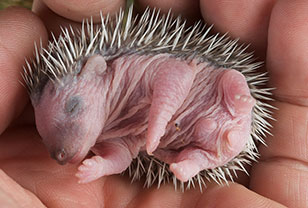 Foto: Neugeborener Igel